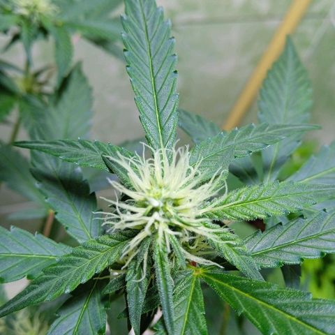 Durbon poison  growlog photo: Começando a resinado entrando na segunda semana de floração 