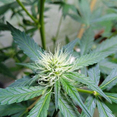 Durbon poison  growlog photo: Começando a resinado entrando na segunda semana de floração 