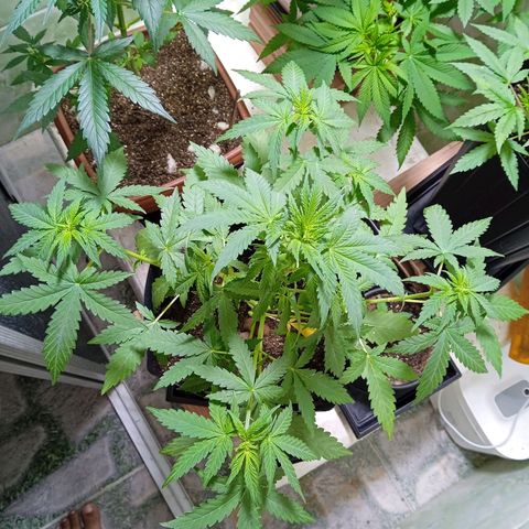 Gelato Auto growlog photo: No máximo 2 semana já tá florindo 