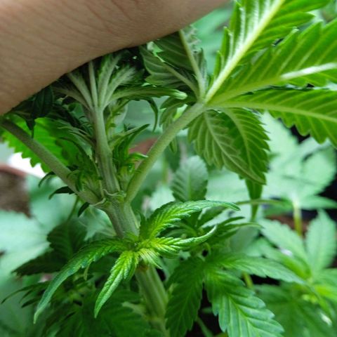 Gelato Auto growlog photo: No máximo 2 semana já tá florindo 