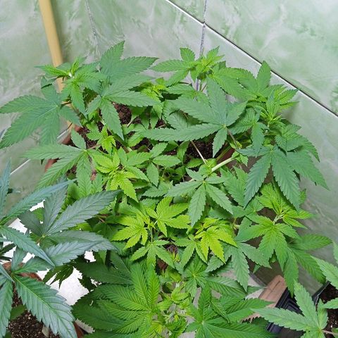 Gorilla zkittlez growlog photo: Quando que essa planta vai florir, só quando eu flipar 12/12 😡😡
