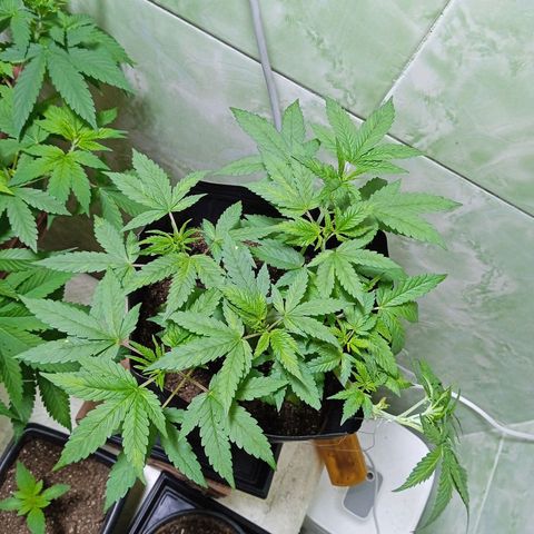 Gorilla Zkittlez Auto growlog timeline photo