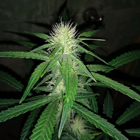Durbon poison  growlog photo: Sonho se realizando 