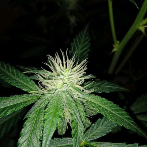 Durbon poison  growlog photo: Sonho se realizando 