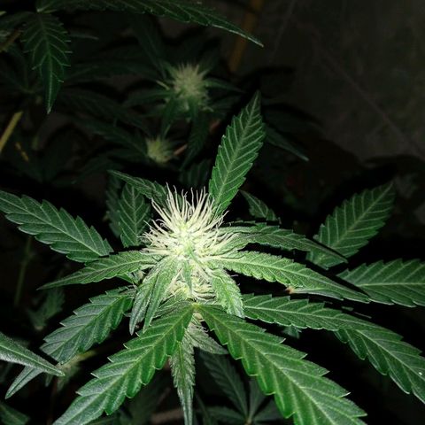 Durbon poison  growlog photo: Sonho se realizando 