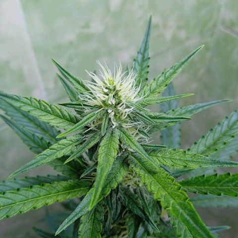 Durbon poison  growlog photo: Se é louco , tô na vontade de botar outra semente dela que tenho guardado, mas vou segurar em maio eu lanço na terra 