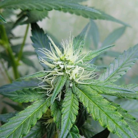 Durbon poison  growlog photo: Se é louco , tô na vontade de botar outra semente dela que tenho guardado, mas vou segurar em maio eu lanço na terra 