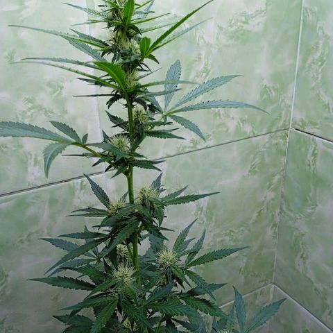 Durbon poison  growlog photo: Se é louco , tô na vontade de botar outra semente dela que tenho guardado, mas vou segurar em maio eu lanço na terra 