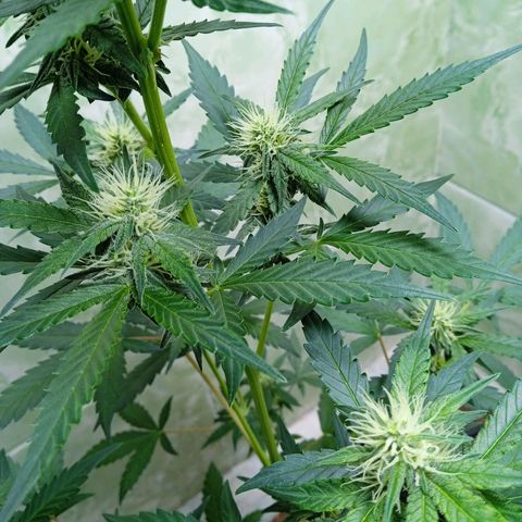Durbon poison  growlog photo: Se é louco , tô na vontade de botar outra semente dela que tenho guardado, mas vou segurar em maio eu lanço na terra 