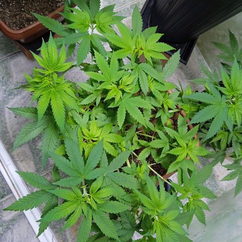 Gorilla zkittlez growlog photo: Soltei as amarras , já mostrou o sexo , pre flora 