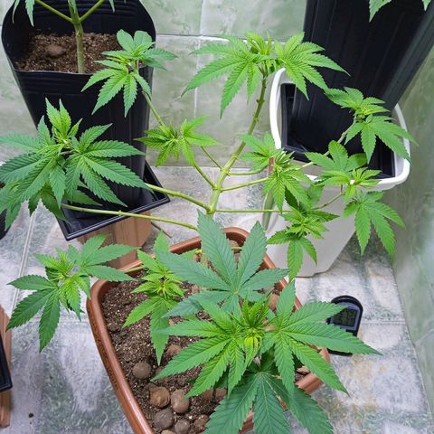 Gorilla zkittlez growlog photo: Pre flora 