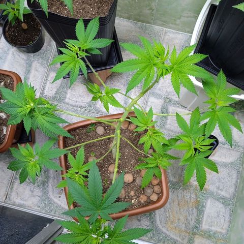 Gorilla zkittlez growlog photo: Pre flora 