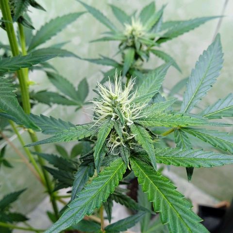 Durbon poison  growlog photo: Entrando na 3 semana de flora 