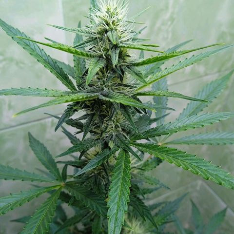 Durbon poison  growlog photo: Entrando na 3 semana de flora 