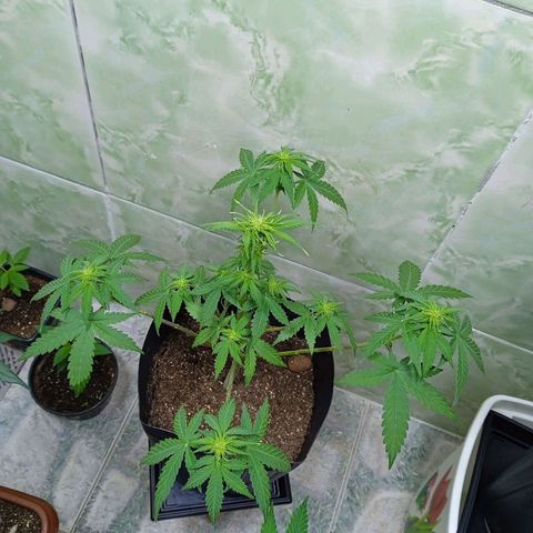 Gelato Auto growlog photo: Dia 1 de floração 