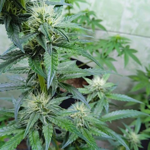 Durbon poison  growlog photo: Resinada até o bico 3 semana de flora 