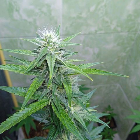Durbon poison  growlog photo: Resinada até o bico 3 semana de flora 