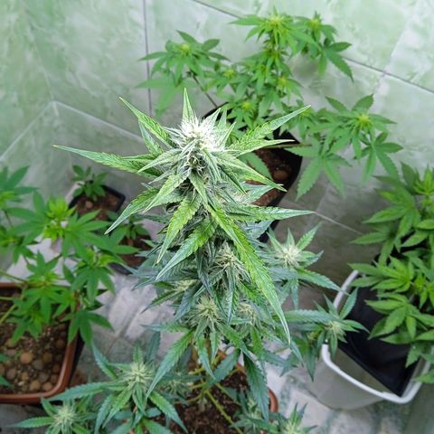 Durbon poison  growlog photo: Resinada até o bico 3 semana de flora 