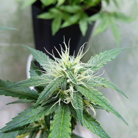 Durbon poison  growlog photo: Resinada até o bico 3 semana de flora 