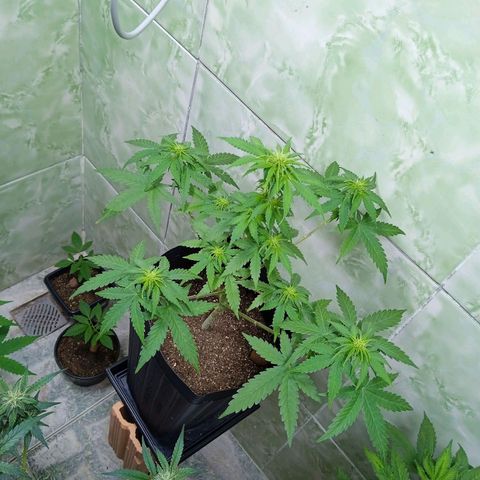 Gelato Auto growlog photo: Aos poucos vão se criando os Buds 