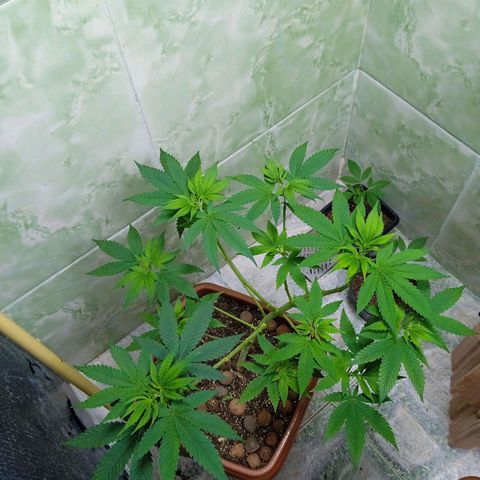 Gorilla zkittlez growlog photo: Essa vem forte rs