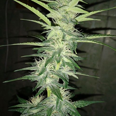 Durbon poison  growlog photo: 3 semana de flora 😅😅