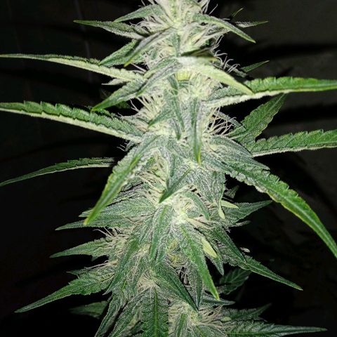 Durbon poison  growlog photo: 3 semana de flora 😅😅