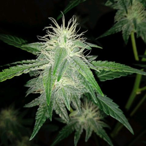 Durbon poison  growlog photo: 3 semana de flora 😅😅