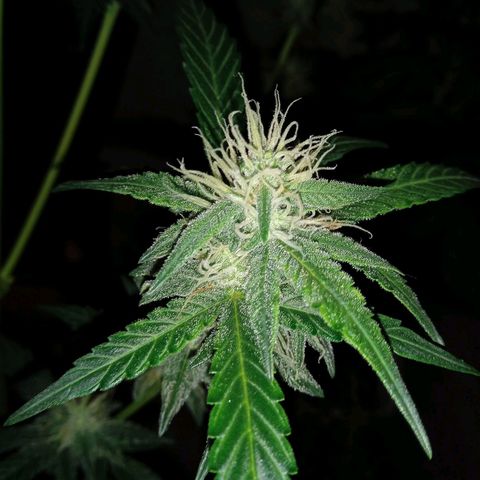 Durbon poison  growlog photo: 3 semana de flora 😅😅
