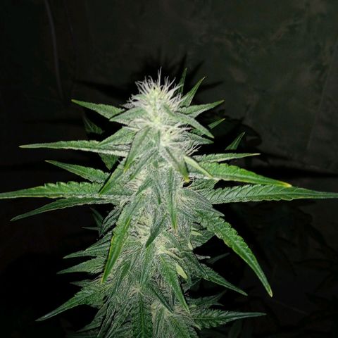 Durbon poison  growlog photo: 3 semana de flora 😅😅