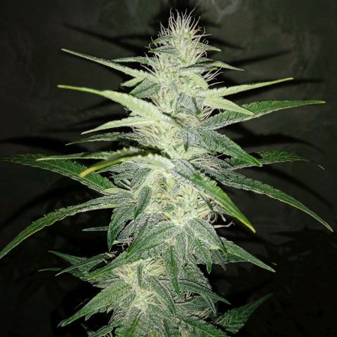 Durbon poison  growlog photo: Açúcar Poison que fala kkk 