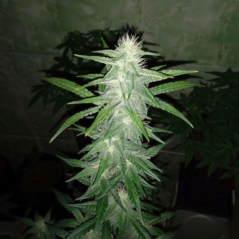 Durbon poison  growlog photo: Açúcar Poison que fala kkk 
