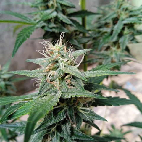 Durbon poison  growlog photo: Começo da 4 semana 