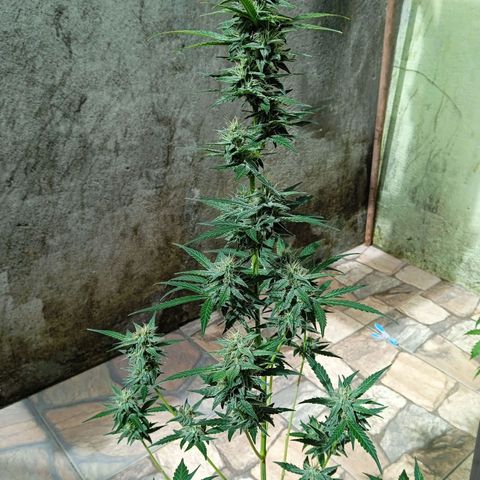 Durbon poison  growlog photo: Começo da 4 semana 