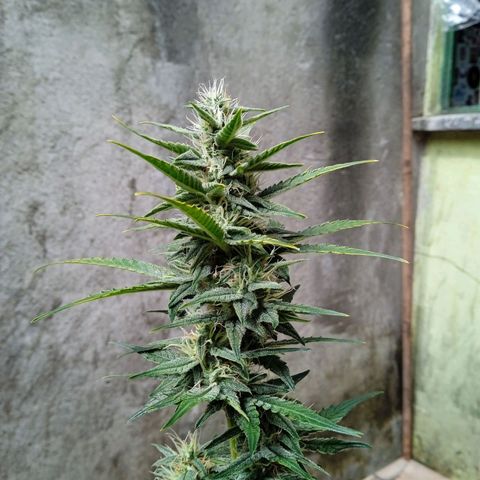 Durbon poison  growlog photo: Começo da 4 semana 