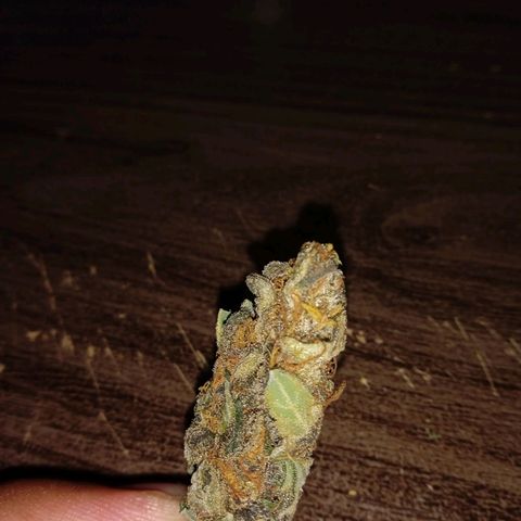 Durbon poison  growlog photo: Rendeu 30 g seca 