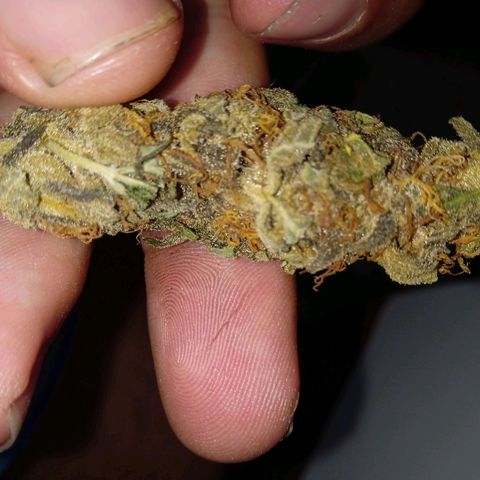 Durbon poison  growlog photo: Rendeu 30 g seca 