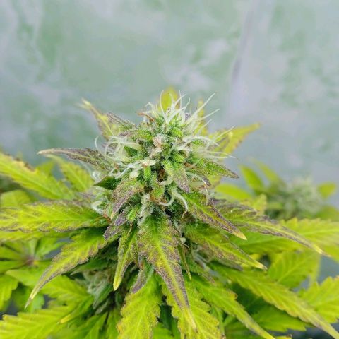 Gelato Auto growlog photo: 1 mês de flora 