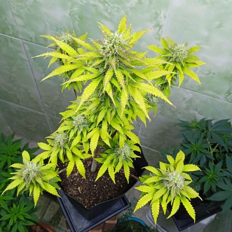 Gelato Auto growlog photo: 1 mês de flora 