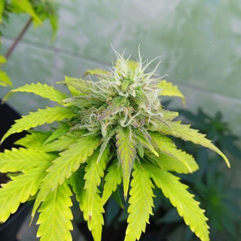 Gelato Auto growlog photo: 1 mês de flora 