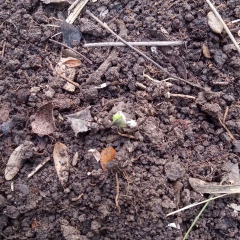 Eduardo White growlog timeline photo
