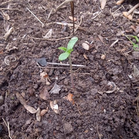 Eduardo White growlog timeline photo