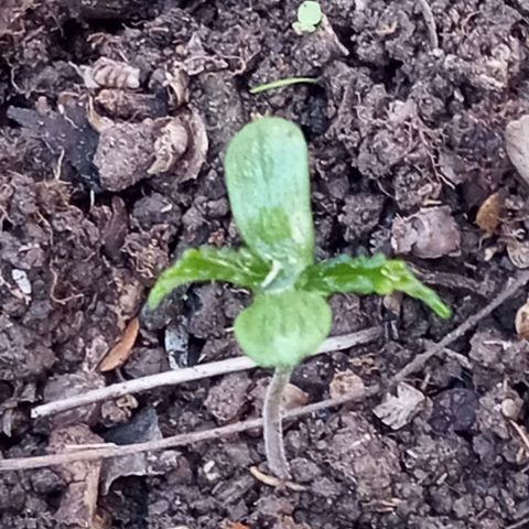 Eduardo White growlog timeline photo