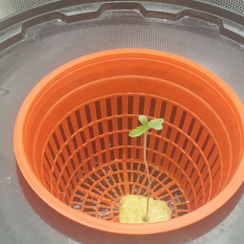 Funkfetti growlog timeline photo