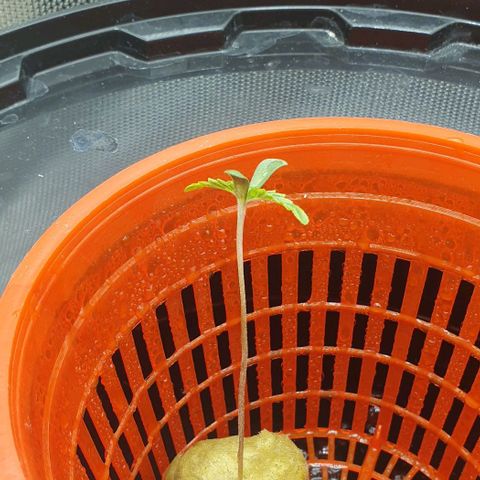 Funkfetti growlog timeline photo