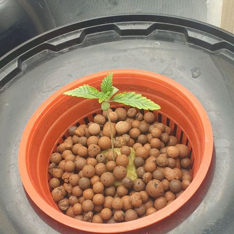 Funkfetti growlog timeline photo