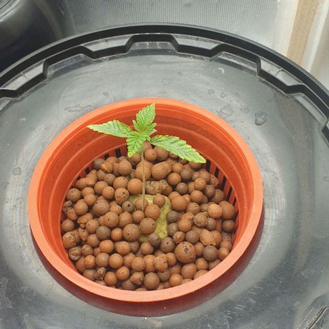 Funkfetti growlog timeline photo