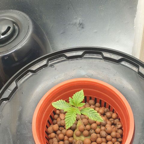 Funkfetti growlog timeline photo