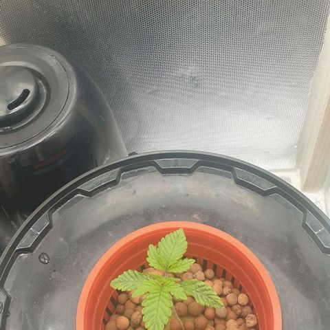 Funkfetti growlog timeline photo