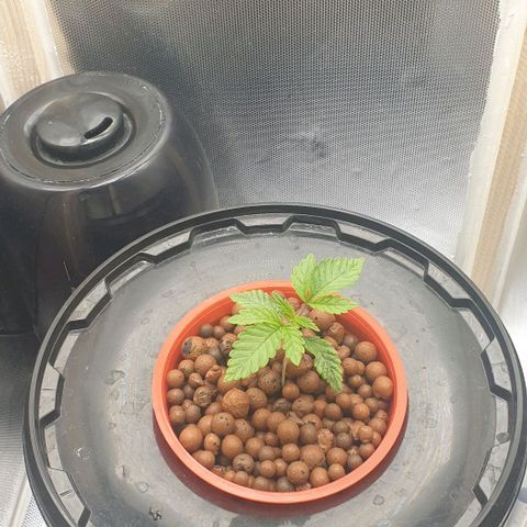 Funkfetti growlog timeline photo